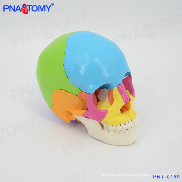 PNT-0159 human colored skull model,22 parts life size